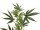 EUROPALMS Cannabis-spra, artificial plant, 90cm