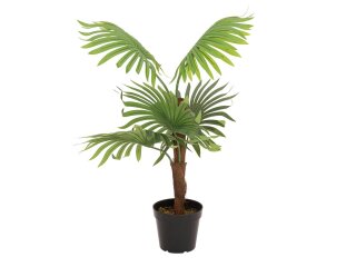 EUROPALMS Fan Palm, artificial plant, 88cm