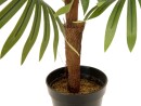 EUROPALMS Fan palm, artificial plant, 88cm