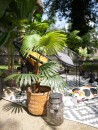 EUROPALMS Fan Palm, artificial plant, 88cm