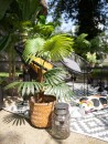 EUROPALMS Fan palm, artificial plant, 88cm