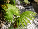 EUROPALMS Fan Palm, artificial plant, 88cm