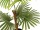 EUROPALMS Fan Palm, artificial plant, 88cm
