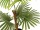 EUROPALMS Fan palm, artificial plant, 88cm