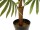 EUROPALMS Fan palm, artificial plant, 88cm