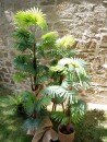 EUROPALMS Fan Palm, artificial plant, 130cm