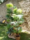 EUROPALMS Fan palm, artificial plant, 130cm