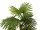 EUROPALMS Fan Palm, artificial plant, 130cm