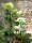 EUROPALMS Fan Palm, artificial plant, 130cm
