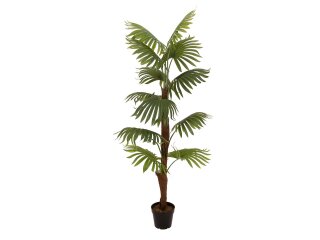EUROPALMS Fan Palm, artificial plant, 155cm