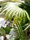 EUROPALMS Fan Palm, artificial plant, 155cm