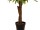 EUROPALMS Fan Palm, artificial plant, 155cm