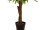 EUROPALMS Fan palm, artificial plant, 155cm