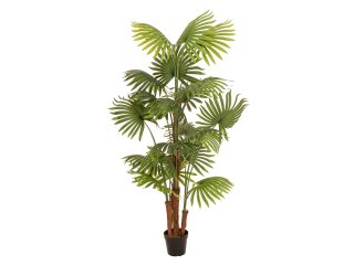 EUROPALMS Fan Palm, artificial plant, 165cm