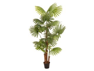 EUROPALMS Fan palm, artificial plant, 165cm