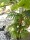 EUROPALMS Fan Palm, artificial plant, 165cm