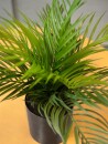 EUROPALMS Areca Palm, artificial plant, 46 cm