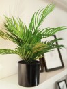 EUROPALMS Areca Palm, artificial plant, 46 cm