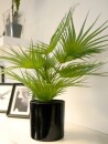 EUROPALMS Fächerpalme, Kunstpflanze, 55cm