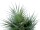 EUROPALMS Fan palm, artificial plant, 55cm