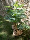 EUROPALMS Areca Palme, 2-stämmig,  Kunstpflanze, 120cm