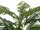 EUROPALMS Areca Palme, 2-stämmig,  Kunstpflanze, 120cm
