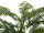 EUROPALMS Areca palm, 2 trunks, artificial plant, 120cm