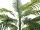 EUROPALMS Areca palm, 3 trunks, artificial plant, 150cm