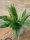 EUROPALMS Boston Fern, artificial plant,53cm