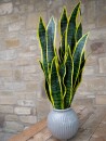 EUROPALMS Snake Tongue (EVA), artificial, green-yellow, 60cm