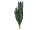 EUROPALMS Snake Tongue (EVA), artificial, green, 60cm