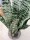 EUROPALMS Snake Tongue (EVA), artificial, green, 60cm