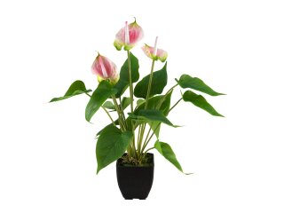 EUROPALMS Anthurium, artificial plant, white and pink