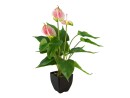 EUROPALMS Anthurium, artificial plant, white and pink