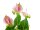 EUROPALMS Anthurie, Kunstpflanze, weiß pink