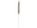 JOLIPA Pampas grass branch, dried, natural, 137cm