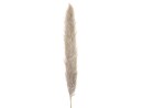 JOLIPA Pampas grass branch, dried, natural, 137cm