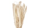 JOLIPA Pampas grass straw bunch, dried, natur, 75cm