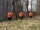 EUROPALMS Halloween Pumpkins with Stake, Set of 3, 39cm