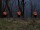 EUROPALMS Halloween Pumpkins with Stake, Set of 3, 39cm