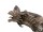 EUROPALMS Halloween Flying Dragon, animated, brown, 120cm