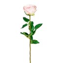 Gartenrose Langstiel 6/Poly, 69 cm, rosa