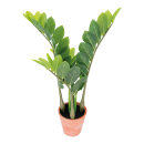 Zamioculca, Kunstpflanze      Groesse: 55cm