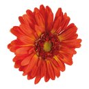 Gerbera head out of artificial silk, to hang     Size:...