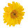 Gerbera head out of artificial silk, to hang     Size: Ø 30cm    Color: yellow