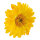 Gerbera head out of artificial silk, to hang     Size: Ø 30cm    Color: yellow