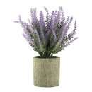 Lavender in pot out of plastic     Size: 22cm, pot:...