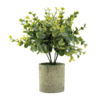 Eucalyptus in pot out of plastic     Size: 24cm, pot: Ø 7,5cm    Color: green