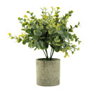 Eucalyptus in pot out of plastic     Size: 24cm, pot:...