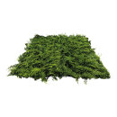 Boxwood panel out of plastic     Size: 50x50cm    Color:...